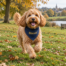 Dog wearing a personalised dog bandana in the park