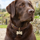 Personalised pet ID tag on a dog collar