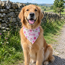 A happy golden retriever wearing a personalised dog bandana printed with a pink floral pattern and the name 'Daisy' sitting on a footpath in the English countryside