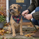 Personalised dog bandana: a border terrier wearing a personalised tartan pattern dog bandana with the name 'Hamish' being clipped onto a lead by its owner at a front door of a British house