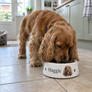 Personalised ceramic dog bowl: a cocker spaniel eating from a personalised white ceramic dog bowl printed with the name 'Maggie' and a small photo, on a tiled kitchen floor in a British home